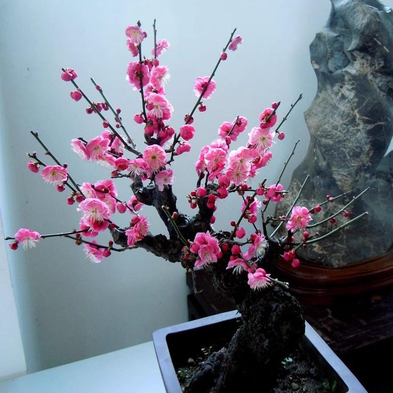 梅花盆栽老桩盆景室内外