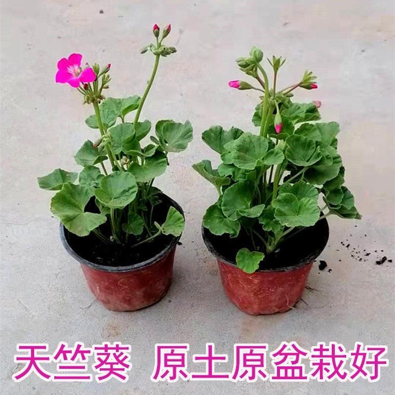 天竺葵花苗盆栽开大花庭