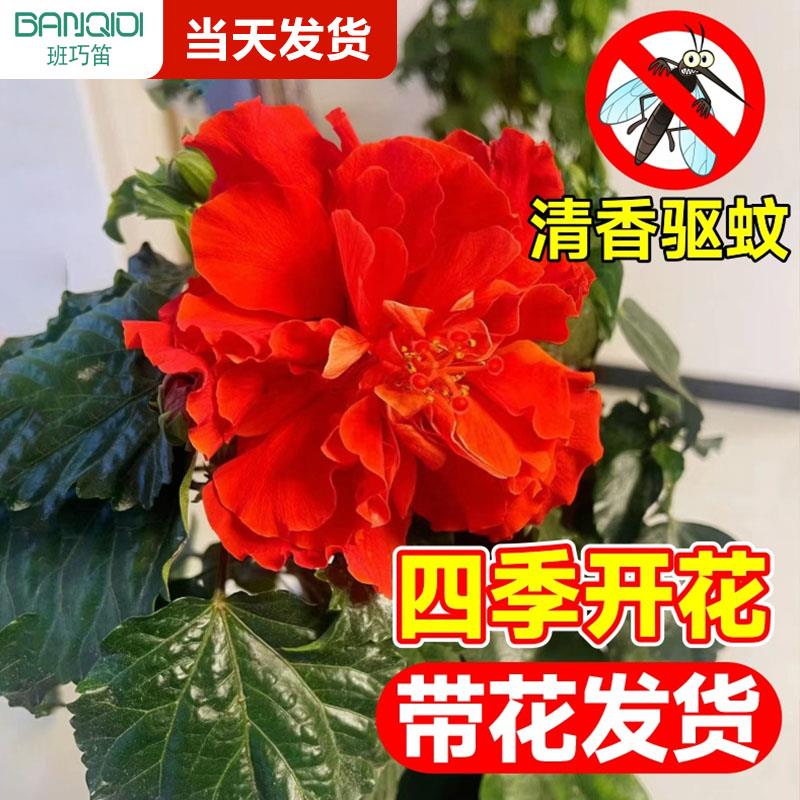 扶桑花盆栽重瓣带花苞红