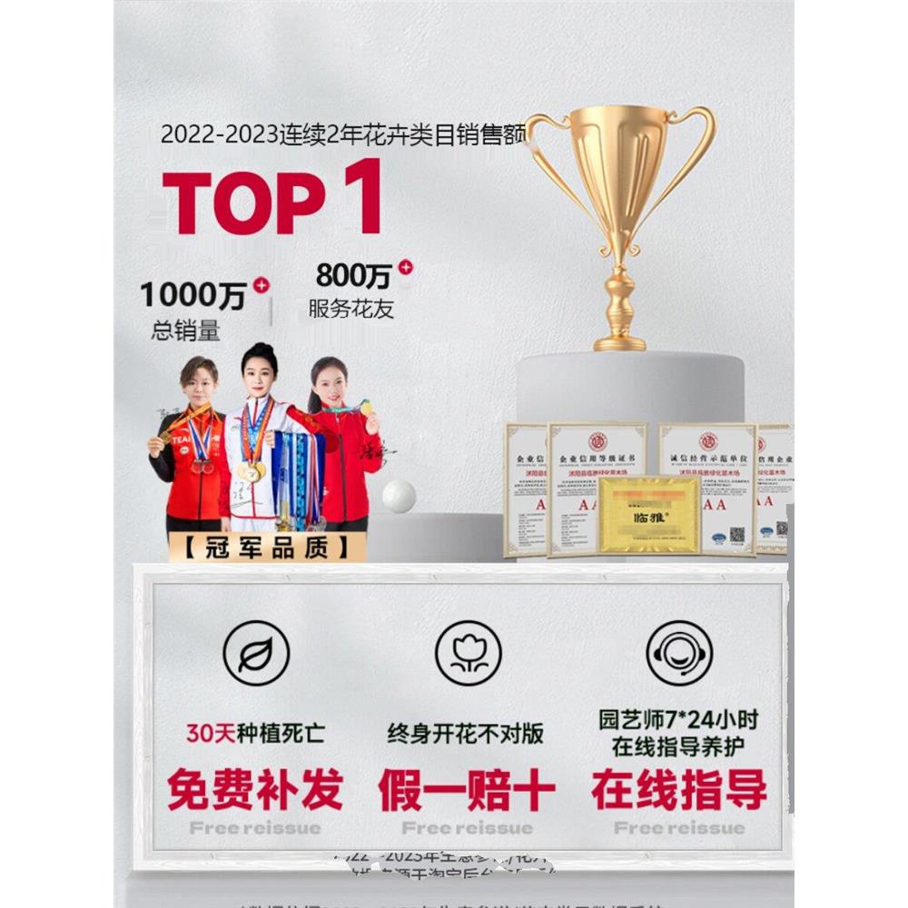四季君子兰圆头和尚老苗