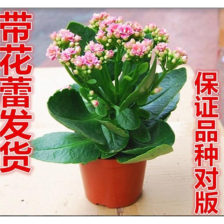 好养重瓣宫灯长寿花苗盆图片