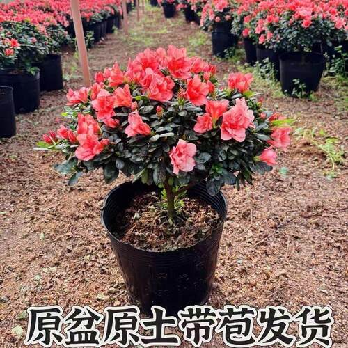 杜鹃花盆栽带花苞木本四