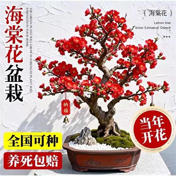 海棠花盆栽四季种植树苗