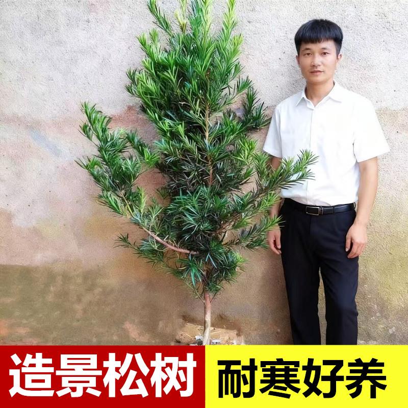 大型罗汉松造景松花镜树