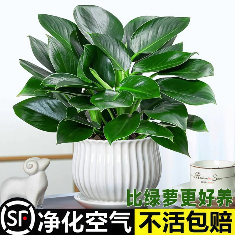 金钻绿公主盆栽带花苞黄图片