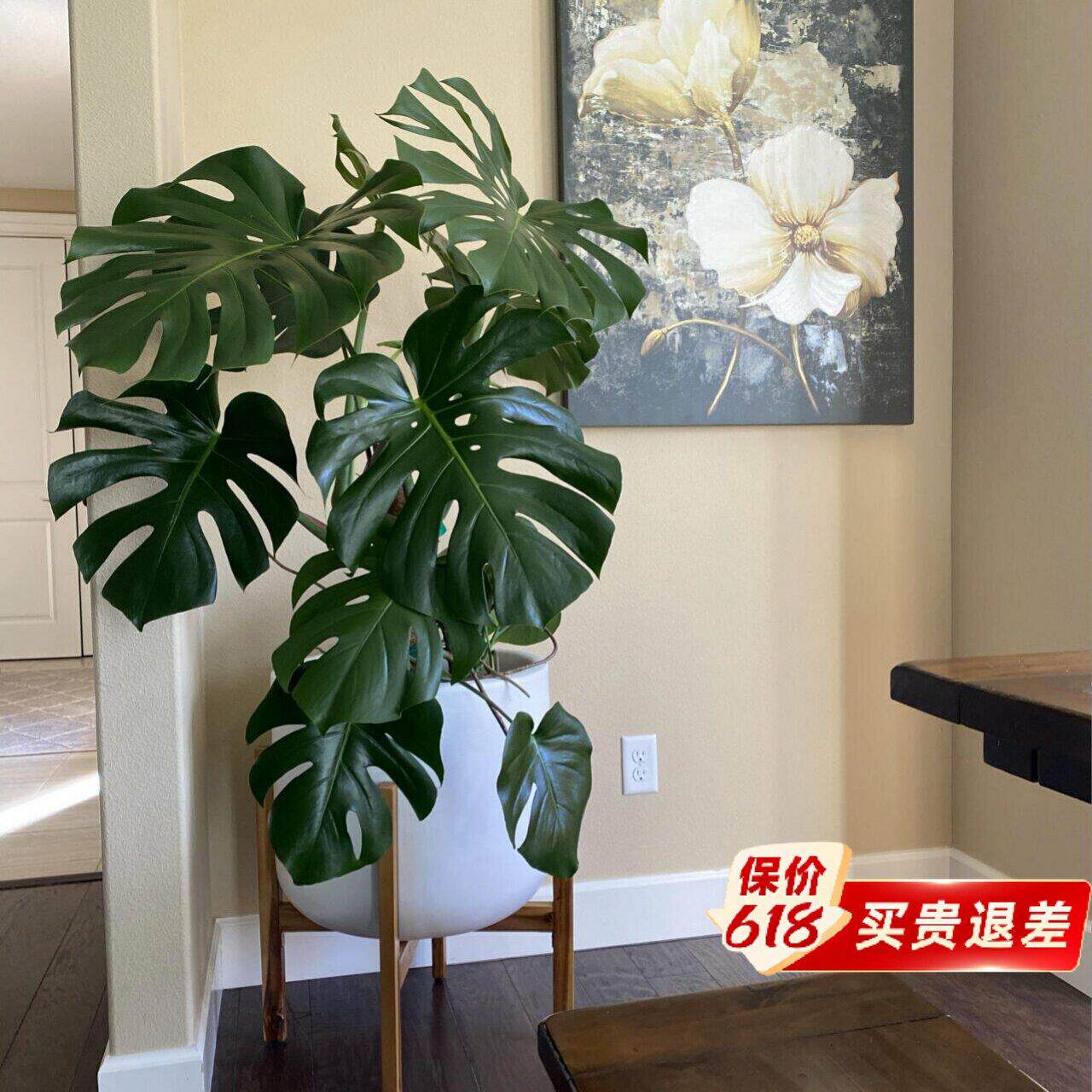 彷真绿色植物龟背芋高级