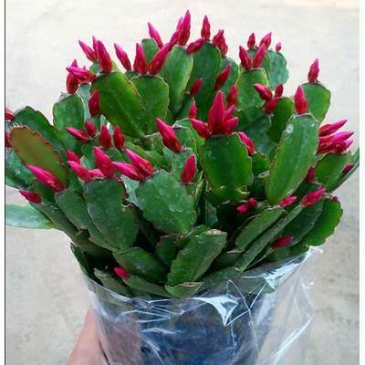 蟹爪兰花卉盆栽阳台观花