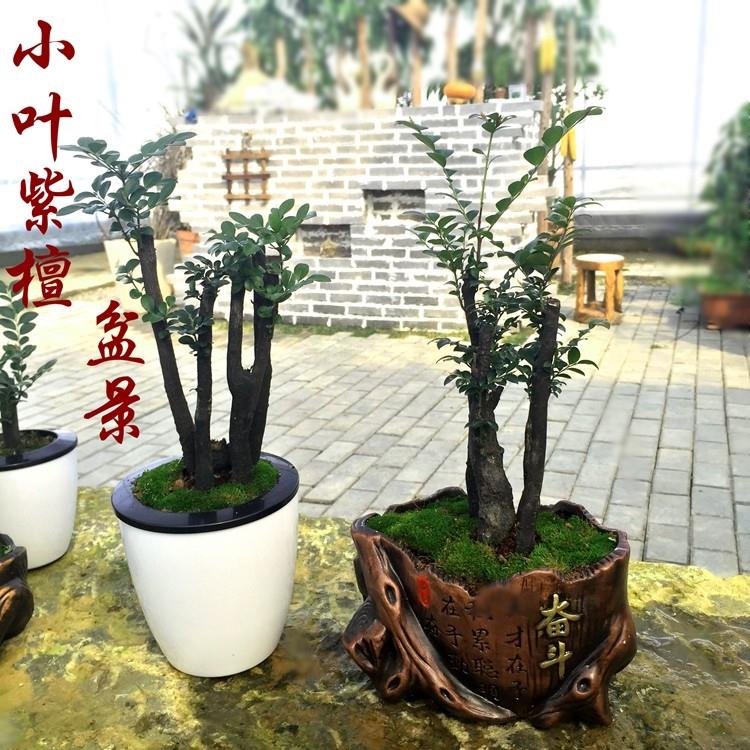 小叶紫檀盆景绿植黑骨茶