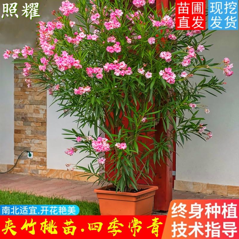 夹竹桃盆栽柳叶桃半年红