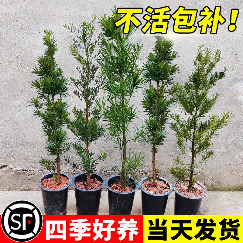 罗汉松树苗盆栽小型雀舌图片