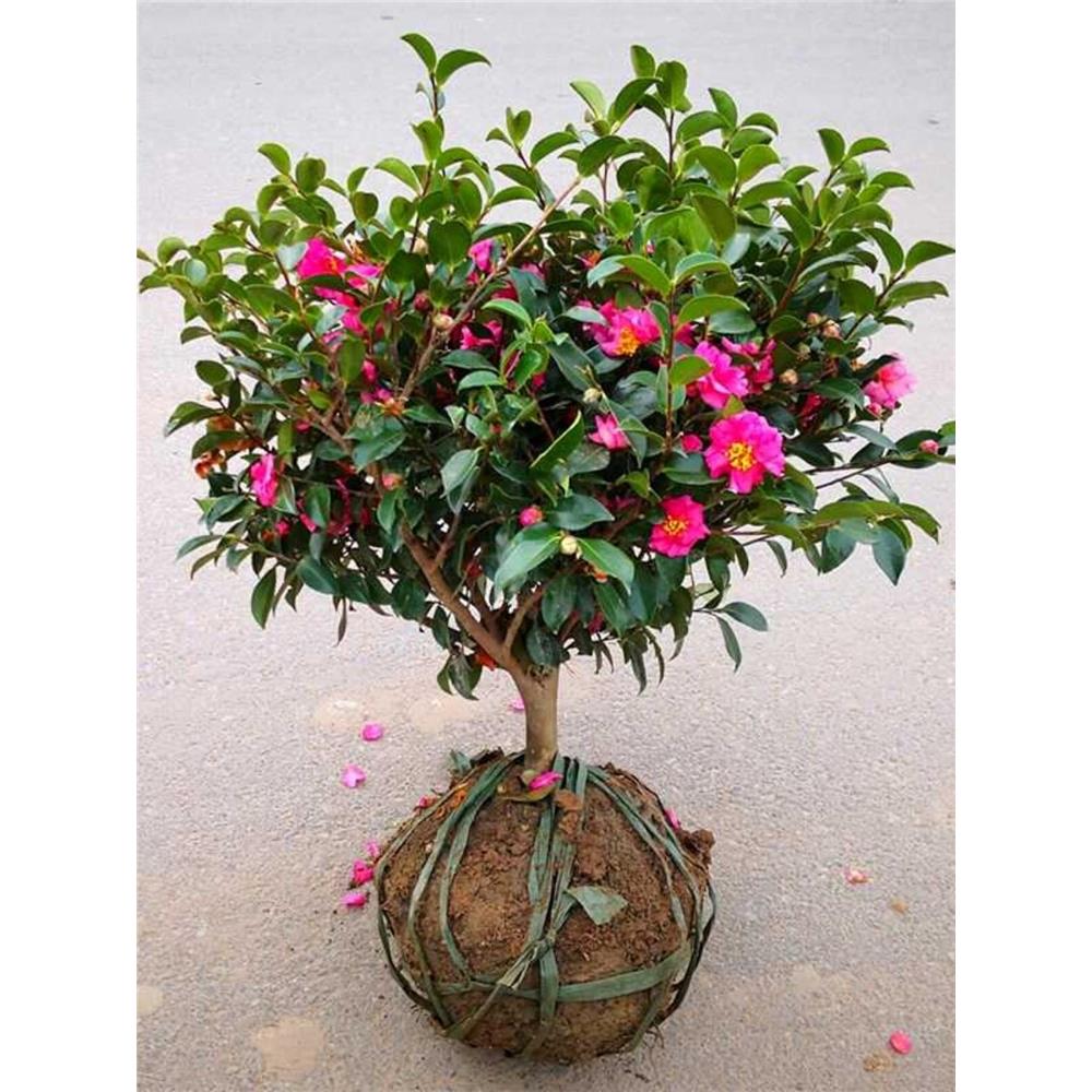 茶梅花盆栽树苗四季常青