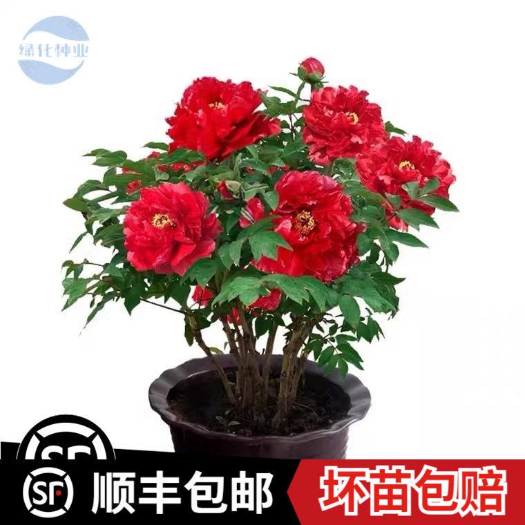 牡丹花树苗盆栽大苗洛阳图片