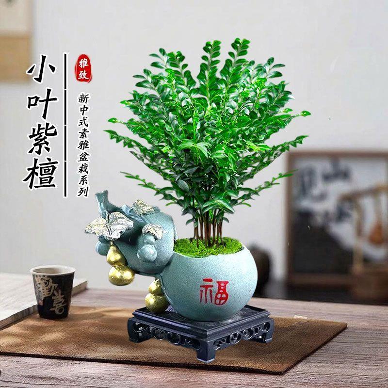 小叶紫檀老桩含盆盆景室