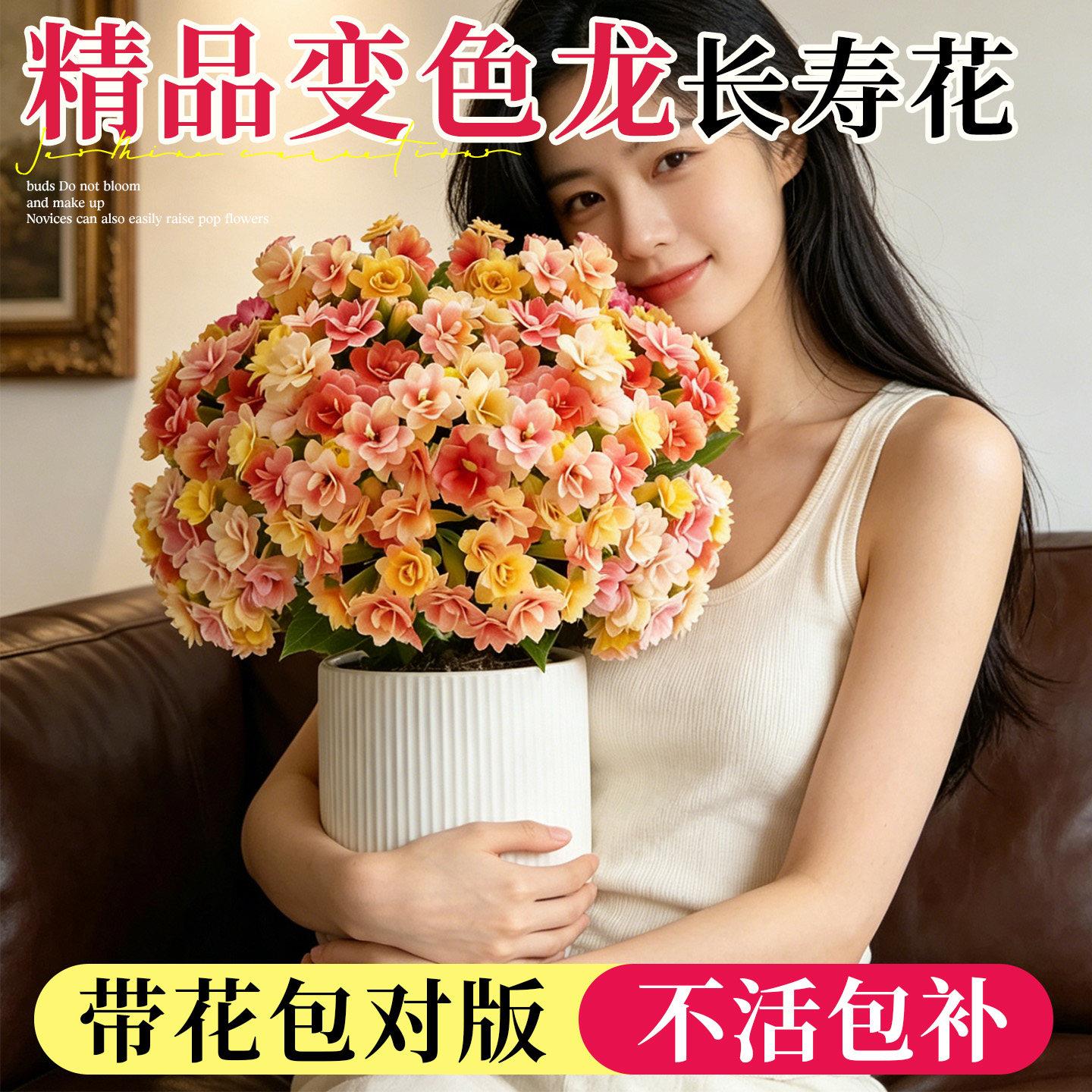 长寿花盆栽带花苞四季室