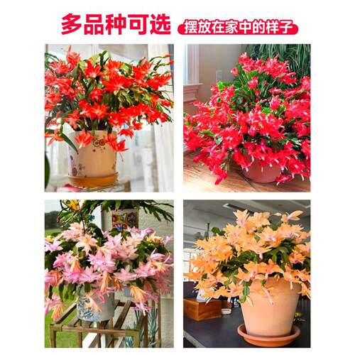 蟹爪兰盆栽带花苞多色花