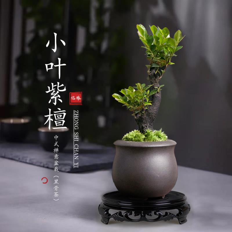 小叶紫檀盆景树苗盆栽老