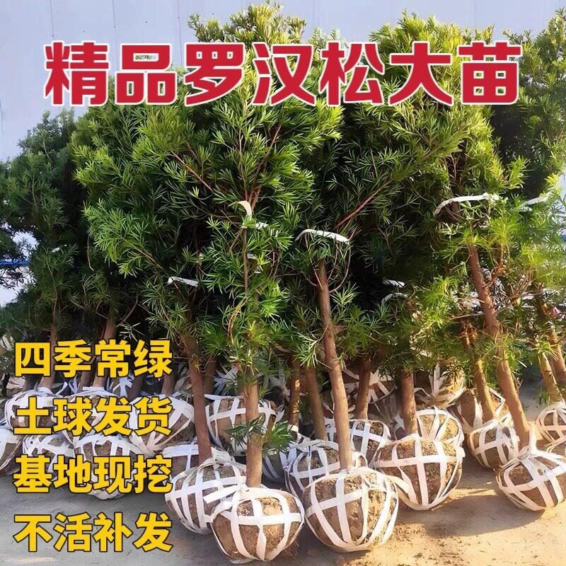 罗汉松树苗大树雀舌米叶