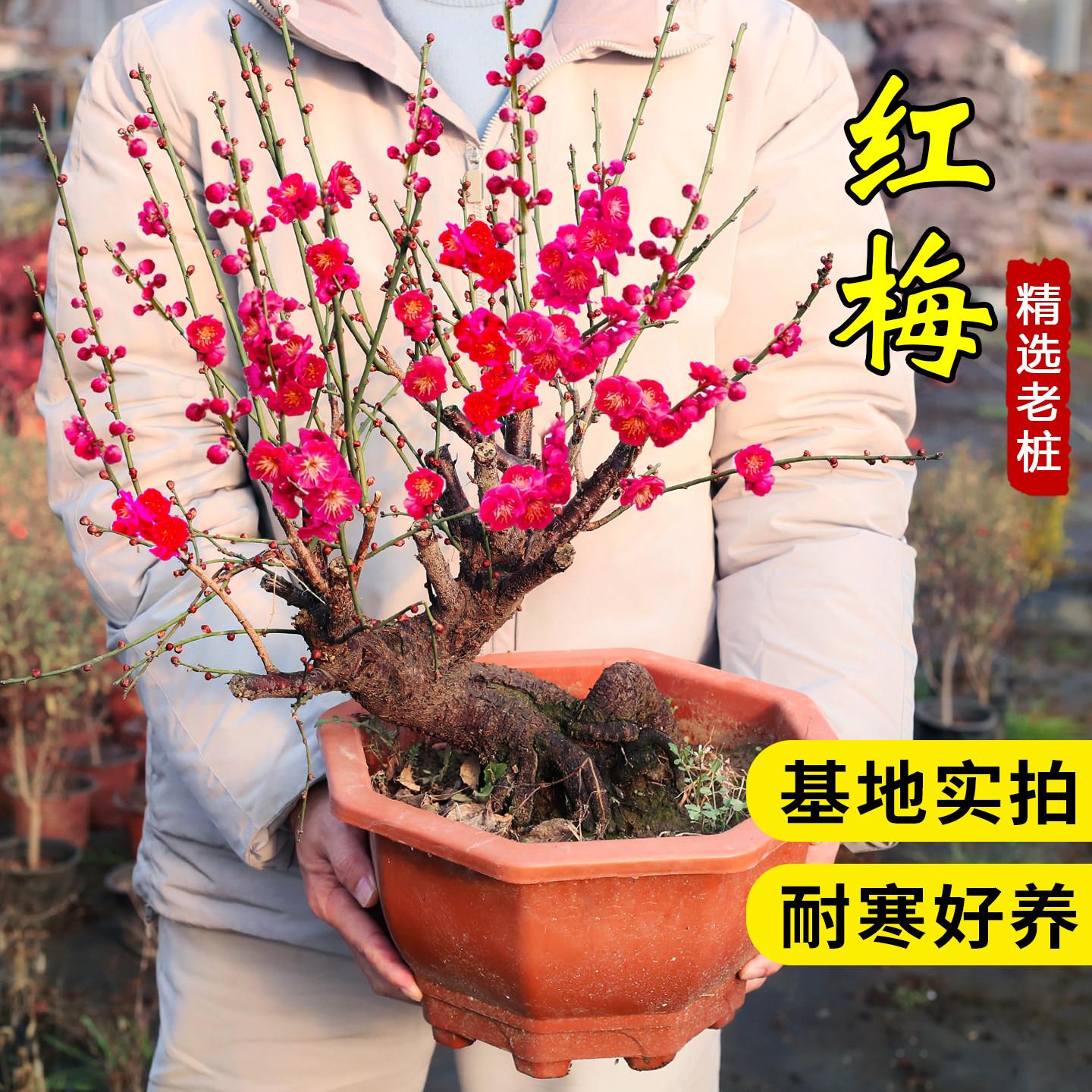 腊梅花树苗盆栽红景耐寒