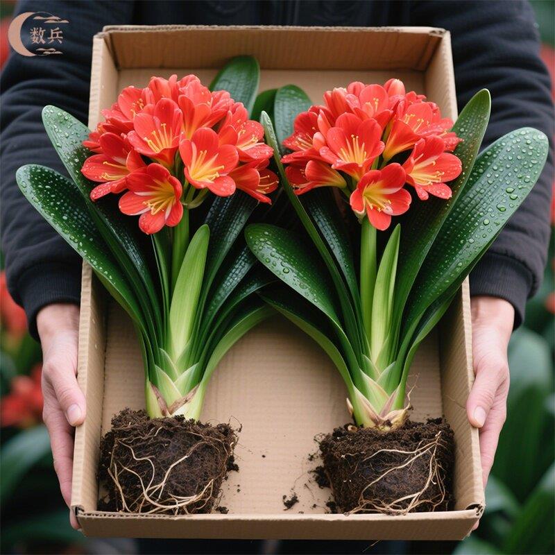 君子兰盆栽元宝开花植物
