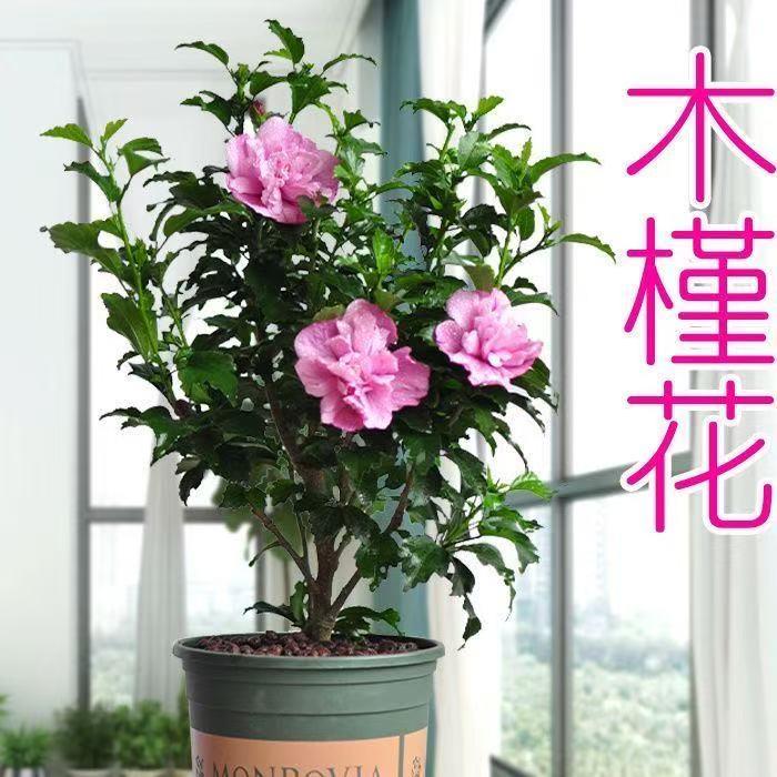耐寒五色重瓣扶桑花朱瑾