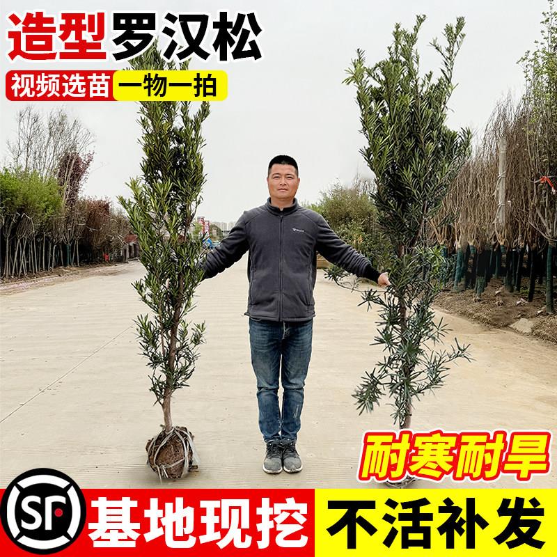 正宗罗汉松树苗大树庭院