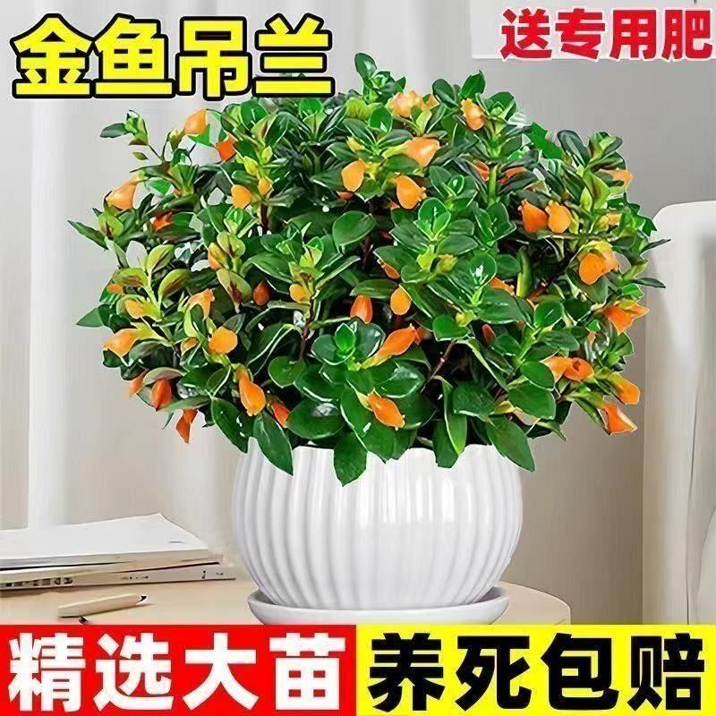 金鱼吊兰盆栽带花苞室内