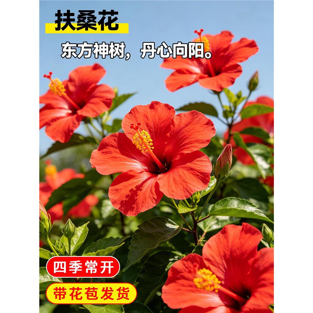 重瓣扶桑花盆栽带花苞红