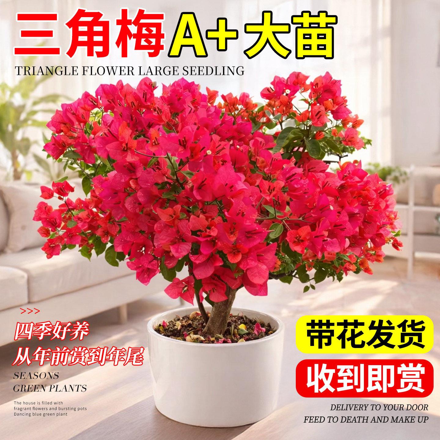 中国红三角梅盆栽带花老