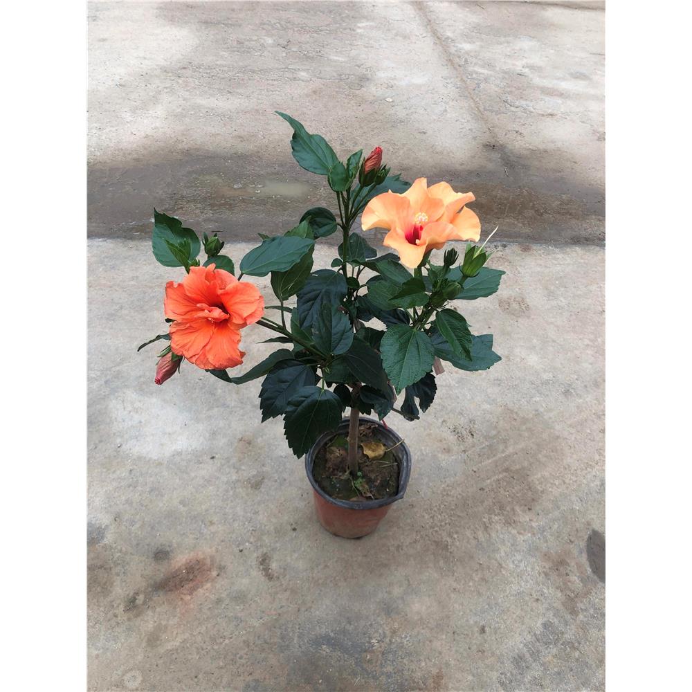阳台室内绿植盆栽花卉重