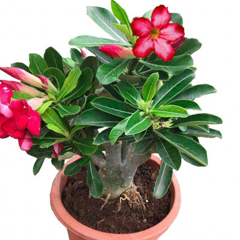 沙漠玫瑰室内观叶观花植