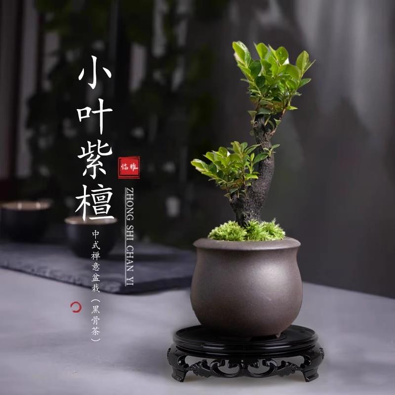 小叶紫檀盆景树苗盆栽老