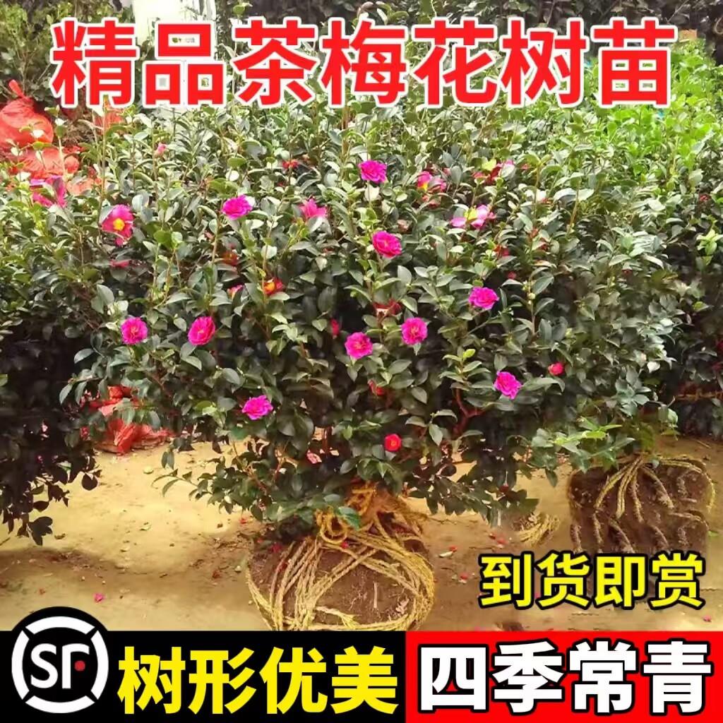 茶梅小苗球树苗庭院阳台