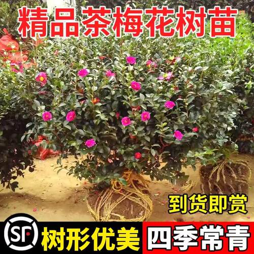 茶梅小苗球树苗庭院阳台