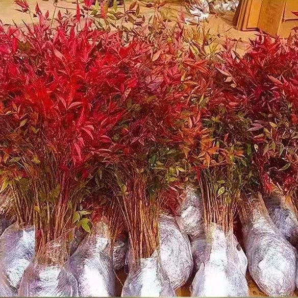 楚颂南天竹树苗盆栽绿化
