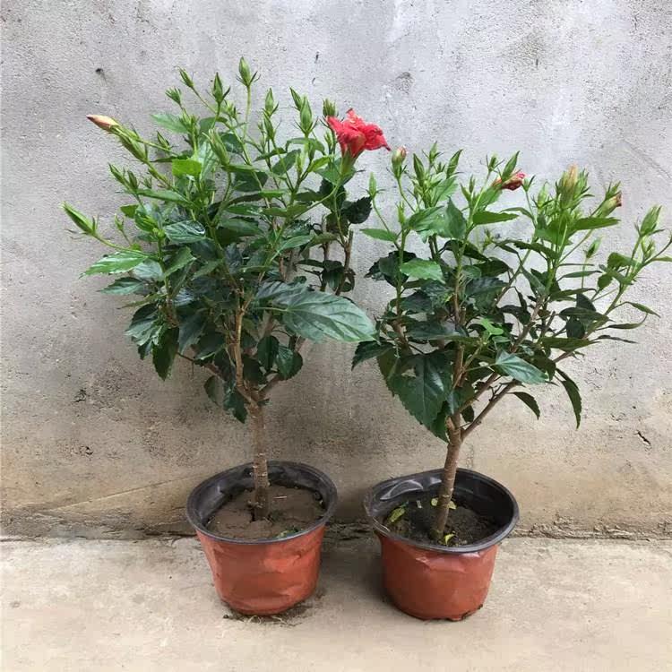 重瓣扶桑花苗又名朱槿牡