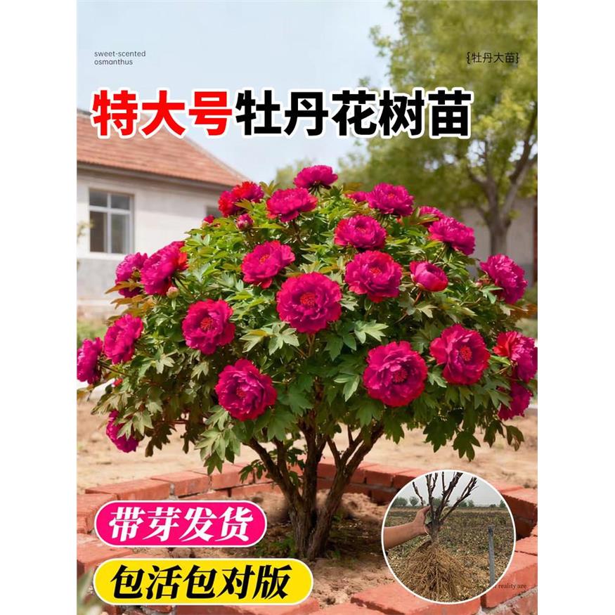 牡丹花树苗盆栽带花苞正