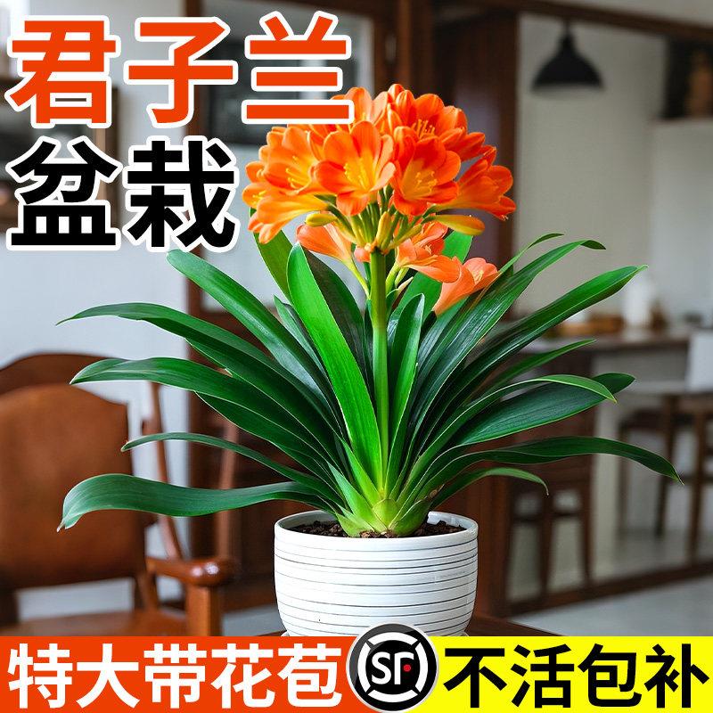 大盆君子兰盆栽国宝级名