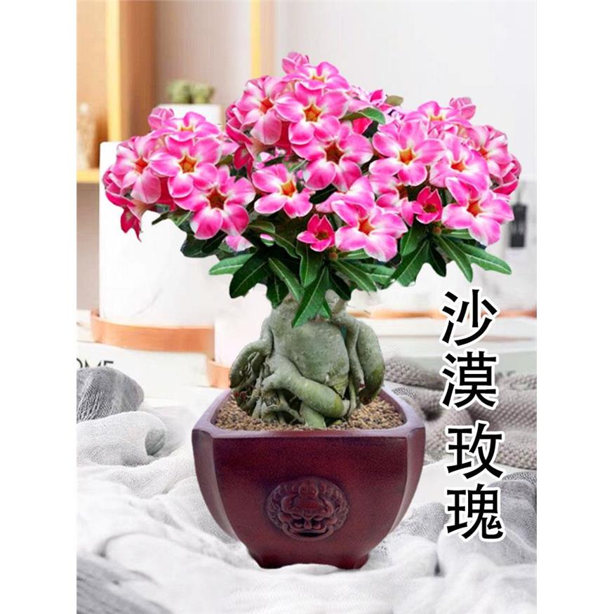 重瓣沙漠玫瑰花苗盆栽老