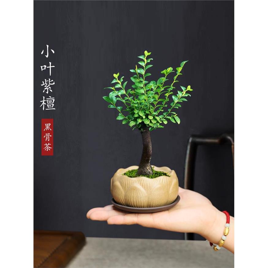 小叶紫檀盆景黑古茶盆栽