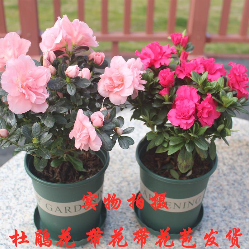 四季开花映山红杜鹃花苗