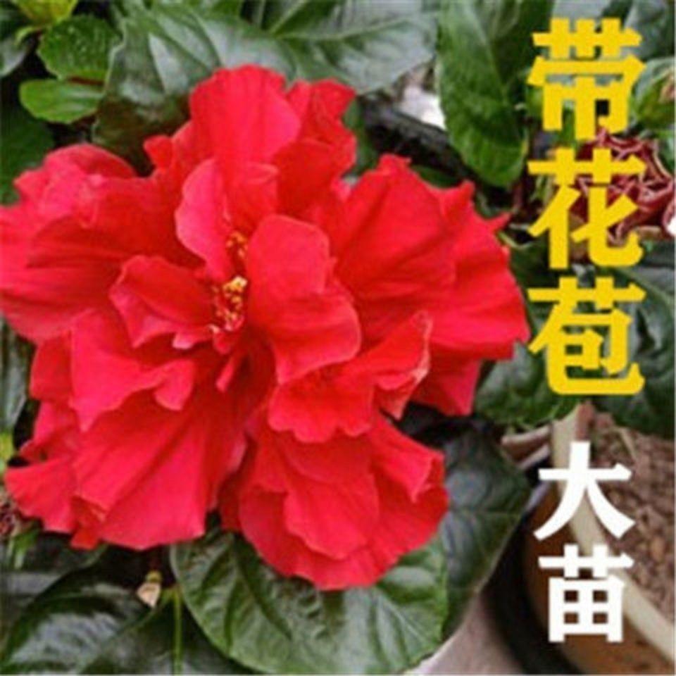 重瓣扶桑花苗带花苞木槿