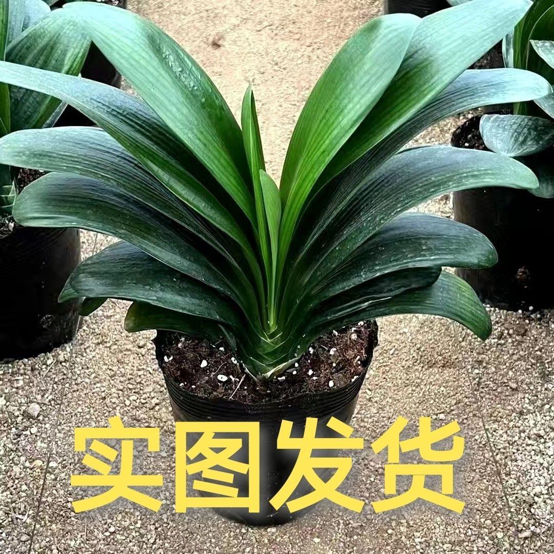 君子兰花圆头国兰绿植花