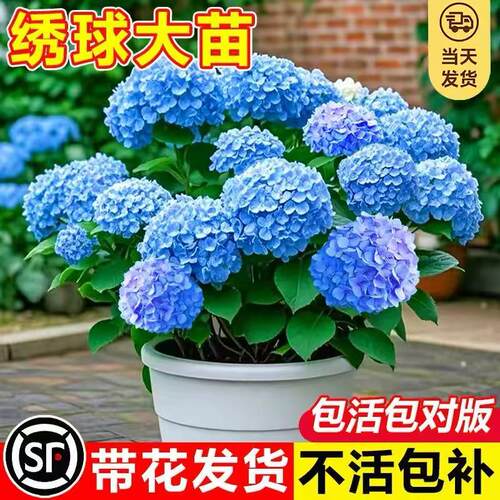 绣球花苗无尽夏盆栽庭院