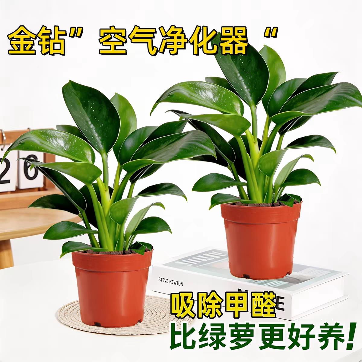金钻绿公主盆栽室内吸甲图片