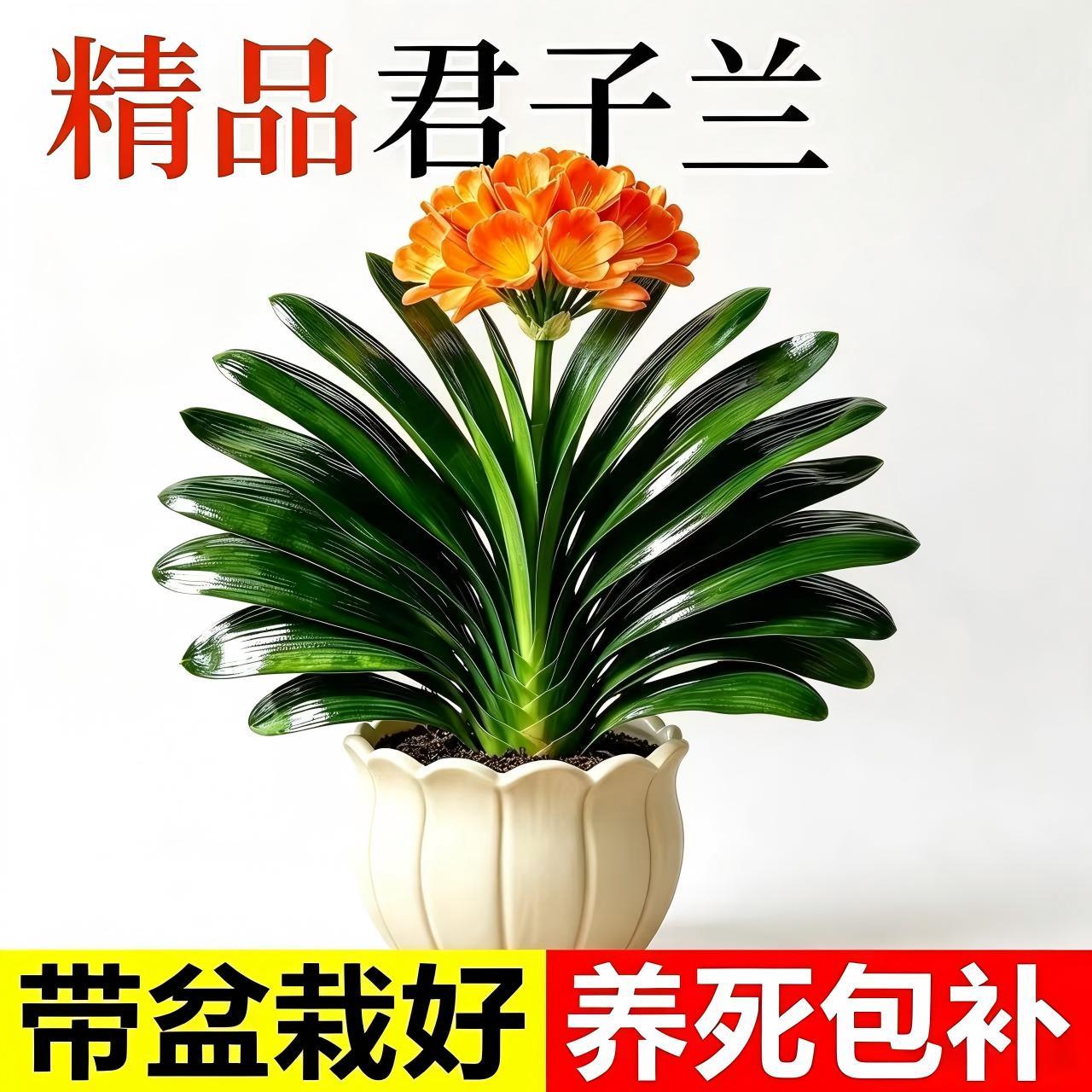 四季君子兰盆栽室内易活