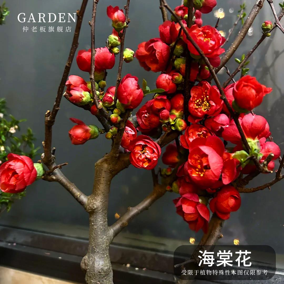 海棠花盆栽树苗重瓣长寿