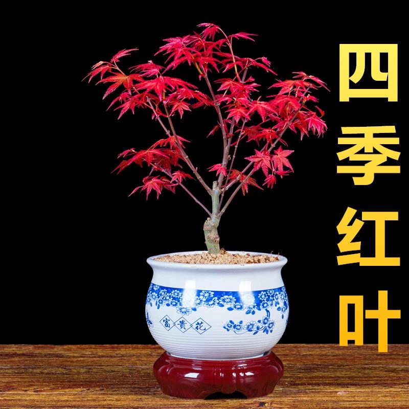 日本红枫盆栽花卉室内客