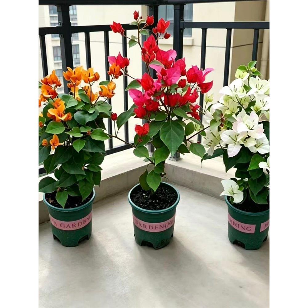 三角梅盆栽带花发货绿樱