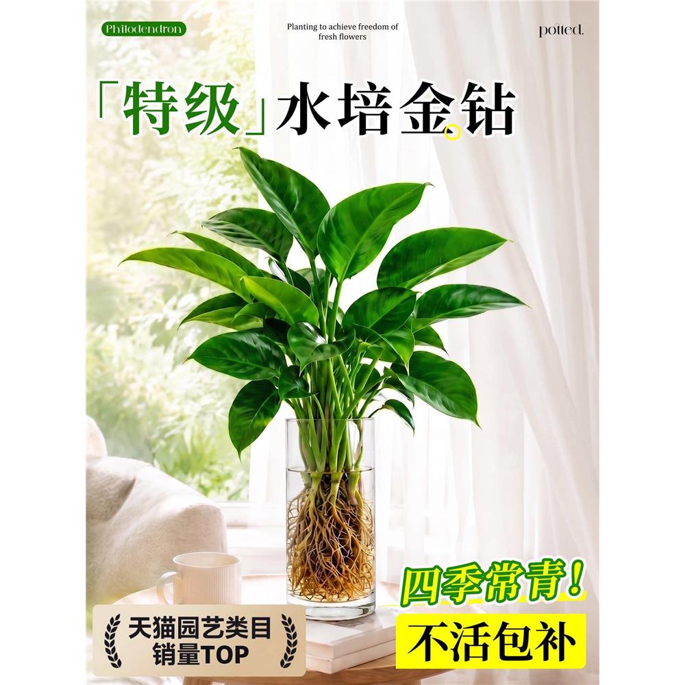 水培植物大叶金钻绿公主
