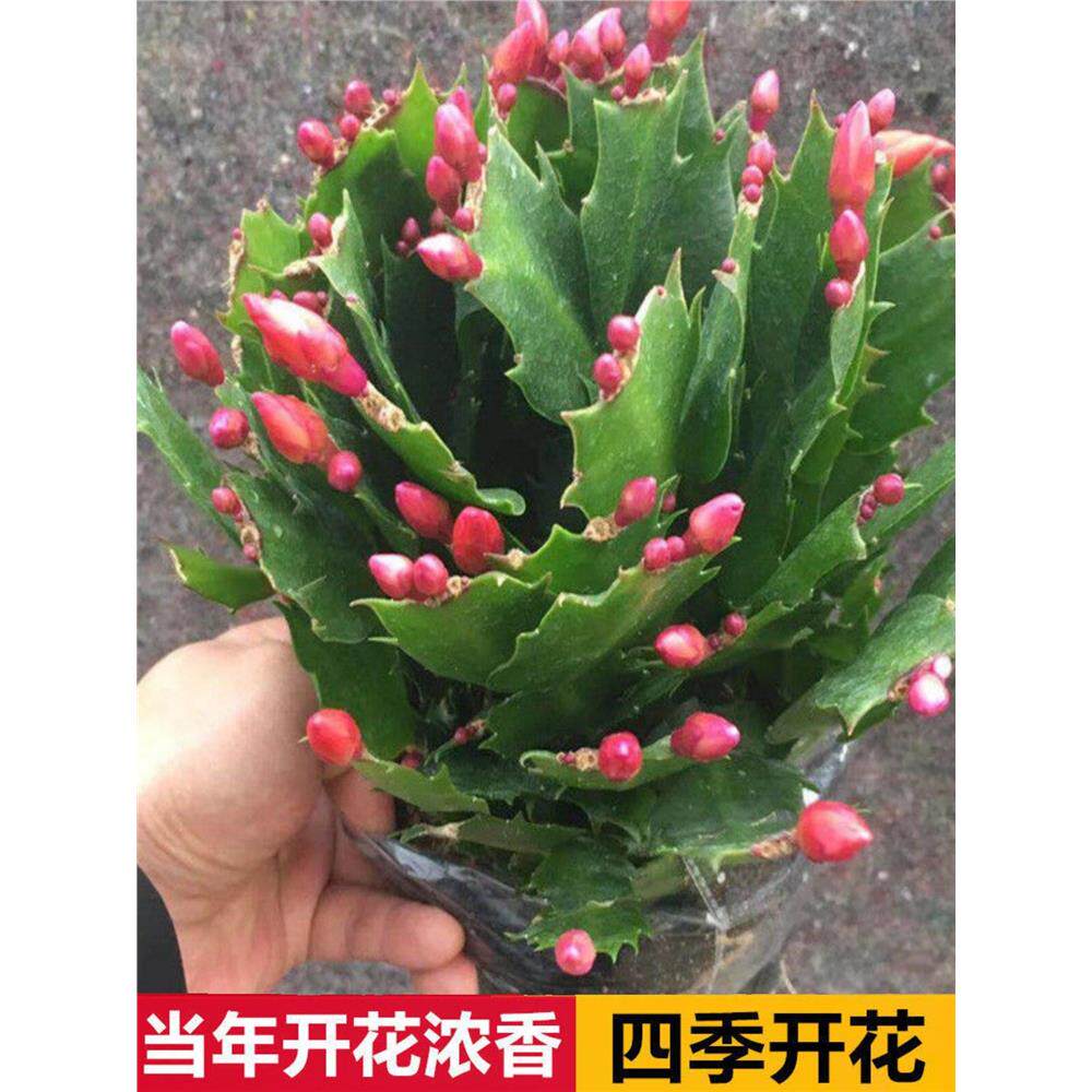 【精选】多色蟹爪兰带根